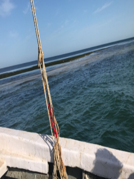 Banc d'Arguin Image 1
