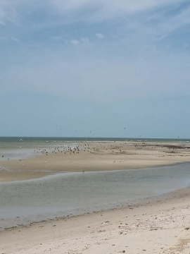 Banc d'Arguin Image 2